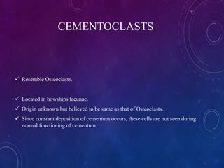 CEMENTOCLASTS
 Resemble Osteoclasts.
 Located in howships lacunae.
 Origin unknown but believed to be same as that of Osteoclasts.
 Since constant deposition of cementum occurs, these cells are not seen during
normal functioning of cementum.
 