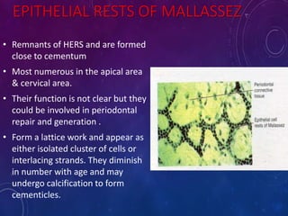 EPITHELIAL RESTS OF MALLASSEZ
• Remnants of HERS and are formed
close to cementum
• Most numerous in the apical area
& cervical area.
• Their function is not clear but they
could be involved in periodontal
repair and generation .
• Form a lattice work and appear as
either isolated cluster of cells or
interlacing strands. They diminish
in number with age and may
undergo calcification to form
cementicles.
 
