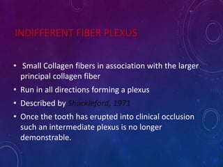 INDIFFERENT FIBER PLEXUS
• Small Collagen fibers in association with the larger
principal collagen fiber
• Run in all directions forming a plexus
• Described by Shackleford, 1971
• Once the tooth has erupted into clinical occlusion
such an intermediate plexus is no longer
demonstrable.
 