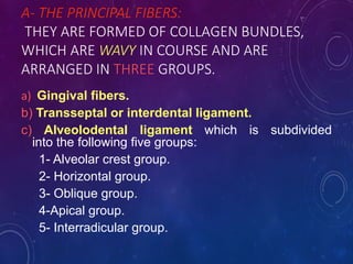 A- THE PRINCIPAL FIBERS:
THEY ARE FORMED OF COLLAGEN BUNDLES,
WHICH ARE WAVY IN COURSE AND ARE
ARRANGED IN THREE GROUPS.
a) Gingival fibers.
b) Transseptal or interdental ligament.
c) Alveolodental ligament which is subdivided
into the following five groups:
1- Alveolar crest group.
2- Horizontal group.
3- Oblique group.
4-Apical group.
5- Interradicular group.
 