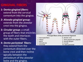 GINGIVAL FIBERS
1- Dento-gingival fibers:
extend from the cervical
cementum into the gingiva.
2- Alveolo-gingival group:
extends from the alveolar
crest into the gingiva.
3- Circular group: a small
group of fibers that encircles
the tooth and interlaces
with the outer fibers.
4- Dento-periosteal fibers:
they extend from the
cementum directed over the
bone crest and then incline
apically between the
periosteum of the alveolar
bone and the gingiva.
 