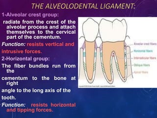 THE ALVEOLODENTAL LIGAMENT:
1-Alveolar crest group:
radiate from the crest of the
alveolar process and attach
themselves to the cervical
part of the cementum.
Function: resists vertical and
intrusive forces.
2-Horizontal group:
The fiber bundles run from
the
cementum to the bone at
right
angle to the long axis of the
tooth.
Function: resists horizontal
and tipping forces.
 