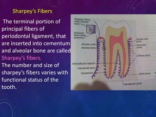 The terminal portion of
principal fibers of
periodontal ligament, that
are inserted into cementum
and alveolar bone are called
Sharpey’s fibers.
The number and size of
sharpey’s fibers varies with
functional status of the
tooth.
Sharpey’s Fibers
 