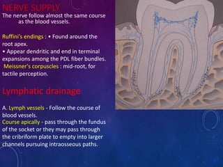NERVE SUPPLY
The nerve follow almost the same course
as the blood vessels.
Ruffini’s endings : • Found around the
root apex.
• Appear dendritic and end in terminal
expansions among the PDL fiber bundles.
Meissner's corpuscles : mid-root, for
tactile perception.
Course apically - pass through the fundus
of the socket or they may pass through
the cribriform plate to empty into larger
channels pursuing intraosseous paths.
Lymphatic drainage
A. Lymph vessels - Follow the course of
blood vessels.
 