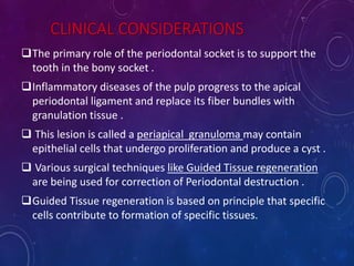 CLINICAL CONSIDERATIONS
The primary role of the periodontal socket is to support the
tooth in the bony socket .
Inflammatory diseases of the pulp progress to the apical
periodontal ligament and replace its fiber bundles with
granulation tissue .
 This lesion is called a periapical granuloma may contain
epithelial cells that undergo proliferation and produce a cyst .
 Various surgical techniques like Guided Tissue regeneration
are being used for correction of Periodontal destruction .
Guided Tissue regeneration is based on principle that specific
cells contribute to formation of specific tissues.
 