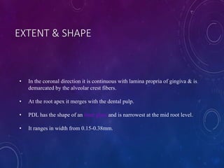 • In the coronal direction it is continuous with lamina propria of gingiva & is
demarcated by the alveolar crest fibers.
• At the root apex it merges with the dental pulp.
• PDL has the shape of an hour glass and is narrowest at the mid root level.
• It ranges in width from 0.15-0.38mm.
EXTENT & SHAPE
 