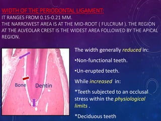WIDTH OF THE PERIODONTAL LIGAMENT:
IT RANGES FROM 0.15-0.21 MM.
THE NARROWEST AREA IS AT THE MID-ROOT ( FULCRUM ). THE REGION
AT THE ALVEOLAR CREST IS THE WIDEST AREA FOLLOWED BY THE APICAL
REGION.
DentinBone
The width generally reduced in:
•Non-functional teeth.
•Un-erupted teeth.
While increased in:
*Teeth subjected to an occlusal
stress within the physiological
limits .
*Deciduous teeth
 
