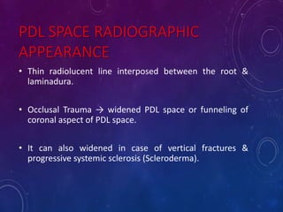 PDL SPACE RADIOGRAPHIC
APPEARANCE
• Thin radiolucent line interposed between the root &
laminadura.
• Occlusal Trauma → widened PDL space or funneling of
coronal aspect of PDL space.
• It can also widened in case of vertical fractures &
progressive systemic sclerosis (Scleroderma).
 