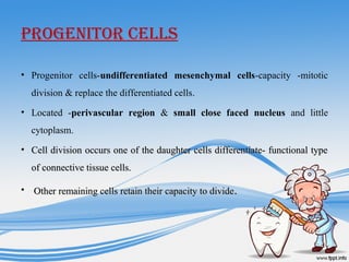 PROGENITOR CELLS
• Progenitor cells-undifferentiated mesenchymal cells-capacity -mitotic
division & replace the differentiated cells..
• Located -perivascular region & small close faced nucleus and little
cytoplasm.
• Cell division occurs one of the daughter cells differentiate- functional typeCell division occurs one of the daughter cells differentiate- functional type
of connective tissue cells.of connective tissue cells.
• Other remaining cells retain their capacity to divideOther remaining cells retain their capacity to divide..
 