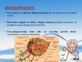 MACROPHAGES
• Macrophages are derived -blood monocytes & are present near the blood
vessels.
• Horse-shoe shaped or kidney shaped nucleus-peripheral chromatin &
cytoplasm contain phagocytosed material.
• Helps-phagocytosing dead cells and secreting growth factor,
-proliferation of adjacent fibroblasts.
 