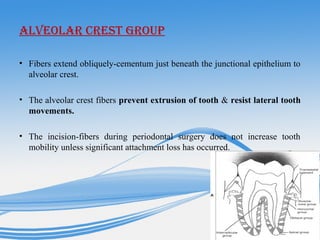 ALVEOLAR CREST GROUP
• Fibers extend obliquely-cementum just beneath the junctional epithelium to
alveolar crest.
• The alveolar crest fibers prevent extrusion of tooth & resist lateral tooth
movements.
• The incision-fibers during periodontal surgery does not increase tooth
mobility unless significant attachment loss has occurred.
 