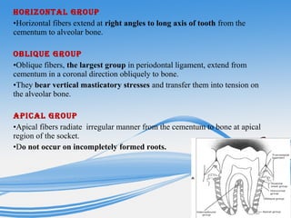 HORIZONTAL GROUP
•Horizontal fibers extend at right angles to long axis of tooth from the
cementum to alveolar bone.
OBLIQUE GROUP
•Oblique fibers, the largest group in periodontal ligament, extend from
cementum in a coronal direction obliquely to bone.
•They bear vertical masticatory stresses and transfer them into tension on
the alveolar bone.
APICAL GROUP
•Apical fibers radiate irregular manner from the cementum to bone at apical
region of the socket.
•Do not occur on incompletely formed roots.
 