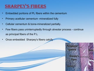 Sharpey’S fiberS
• Embedded portions of PL fibers within the cementum
• Primary acellular cementum -mineralized fully
• Cellular cementum & bone-mineralized partially.
• Few fibers pass uninterruptedly through alveolar process - continue
as principal fibers of the P.L
• Once embedded Sharpey's fibers calcify
 