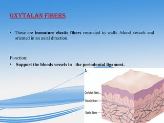 OXyTaLaN fiberS
• These are immature elastic fibers restricted to walls -blood vessels and
oriented in an axial direction.
Function:
• Support the bloods vessels in the periodontal ligament..
 