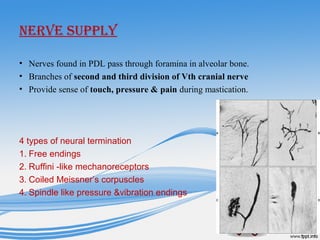 NerVe SUppLy
• Nerves found in PDL pass through foramina in alveolar bone.
• Branches of second and third division of Vth cranial nerve
• Provide sense of touch, pressure & pain during mastication.
4 types of neural termination
1. Free endings
2. Ruffini -like mechanoreceptors
3. Coiled Meissner’s corpuscles
4. Spindle like pressure &vibration endings
 
