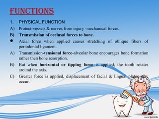 fUNCTiONS
1. PHYSICAL FUNCTION
A) Protect-vessels & nerves from injury -mechanical forces.
B) Transmission of occlusal forces to bone.
 Axial force when applied causes stretching of oblique fibers of
periodontal ligament.
A) Transmission-tensional force-alveolar bone encourages bone formation
rather then bone resorption.
B) But when horizontal or tipping force is applied, the tooth rotates
around the axis.
C) Greater force is applied, displacement of facial & lingual plates may
occur.
 