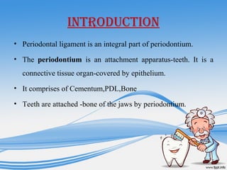 INTRODUCTION
• Periodontal ligament is an integral part of periodontium.
• The periodontium is an attachment apparatus-teeth. It is a
connective tissue organ-covered by epithelium.
• It comprises of Cementum,PDL,Bone
• Teeth are attached -bone of the jaws by periodontium.
 