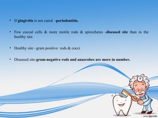 • If gingivitis is not cured -periodontitis.
• Few coccal cells & more motile rods & spirochetes -diseased site than in the
healthy site.
• Healthy site –gram positive rods & cocci
• Diseased site-gram-negative rods and anaerobes are more in number.
 