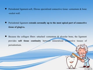  Periodontal ligament-soft, fibrous specialized connective tissue -cementum & bone
-socket wall.
 Periodontal ligament extends coronally up to the most apical part of connective
tissue of gingiva.
 Because the collagen fibers -attached -cementum & alveolar bone, the ligament
provides soft tissue continuity between mineralized connective tissues of
periodontium.
 