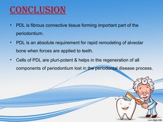 CONCLUSION
• PDL is fibrous connective tissue forming important part of the
periodontium.
• PDL is an absolute requirement for rapid remodeling of alveolar
bone when forces are applied to teeth.
• Cells of PDL are pluri-potent & helps in the regeneration of all
components of periodontium lost in the periodontal disease process.
 