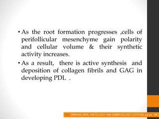• As the root formation progresses ,cells of
perifollicular mesenchyme gain polarity
and cellular volume & their synthetic
activity increases.
• As a result, there is active synthesis and
deposition of collagen fibrils and GAG in
developing PDL .
ORBANS ORAL HISTOLOGY AND EMBRYOLOGY (12TH ED) pg no. 156
 