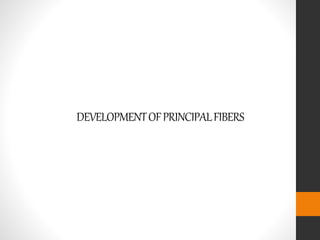 DEVELOPMENTOFPRINCIPALFIBERS
 