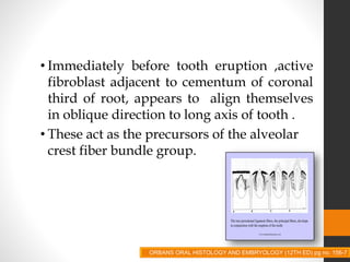 • Immediately before tooth eruption ,active
fibroblast adjacent to cementum of coronal
third of root, appears to align themselves
in oblique direction to long axis of tooth .
• These act as the precursors of the alveolar
crest fiber bundle group.
ORBANS ORAL HISTOLOGY AND EMBRYOLOGY (12TH ED) pg no. 156-7
 