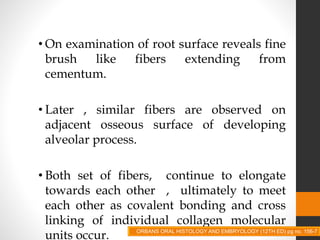 • On examination of root surface reveals fine
brush like fibers extending from
cementum.
• Later , similar fibers are observed on
adjacent osseous surface of developing
alveolar process.
• Both set of fibers, continue to elongate
towards each other , ultimately to meet
each other as covalent bonding and cross
linking of individual collagen molecular
units occur. ORBANS ORAL HISTOLOGY AND EMBRYOLOGY (12TH ED) pg no. 156-7
 