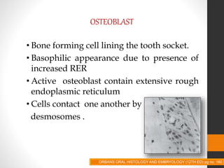 OSTEOBLAST
• Bone forming cell lining the tooth socket.
• Basophilic appearance due to presence of
increased RER
• Active osteoblast contain extensive rough
endoplasmic reticulum
• Cells contact one another by
desmosomes .
ORBANS ORAL HISTOLOGY AND EMBRYOLOGY (12TH ED) pg no. 160
 