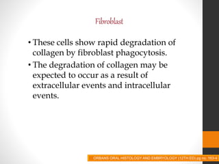 Fibroblast
• These cells show rapid degradation of
collagen by fibroblast phagocytosis.
• The degradation of collagen may be
expected to occur as a result of
extracellular events and intracellular
events.
ORBANS ORAL HISTOLOGY AND EMBRYOLOGY (12TH ED) pg no. 163-4
 