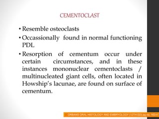 CEMENTOCLAST
• Resemble osteoclasts
• Occassionally found in normal functioning
PDL
• Resorption of cementum occur under
certain circumstances, and in these
instances mononuclear cementoclasts /
multinucleated giant cells, often located in
Howship’s lacunae, are found on surface of
cementum.
ORBANS ORAL HISTOLOGY AND EMBRYOLOGY (12TH ED) pg no. 163-4
 