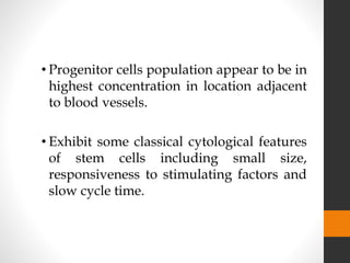 • Progenitor cells population appear to be in
highest concentration in location adjacent
to blood vessels.
• Exhibit some classical cytological features
of stem cells including small size,
responsiveness to stimulating factors and
slow cycle time.
 