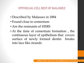 EPITHELIAL CELL REST OF MALASSEZ
• Described by Malassez in 1884
• Found close to cementum
• Are the remnants of HERS
• At the time of cementum formation , the
continuous layer of epithelium that covers
surface of newly formed dentin breaks
into lace like strands
ORBANS ORAL HISTOLOGY AND EMBRYOLOGY (12TH ED) pg no. 167
 