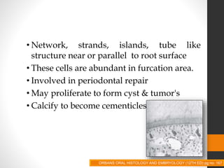 • Network, strands, islands, tube like
structure near or parallel to root surface
• These cells are abundant in furcation area.
• Involved in periodontal repair
• May proliferate to form cyst & tumor's
• Calcify to become cementicles
ORBANS ORAL HISTOLOGY AND EMBRYOLOGY (12TH ED) pg no. 167
 