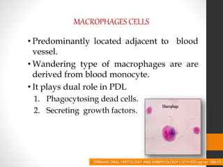 MACROPHAGES CELLS
• Predominantly located adjacent to blood
vessel.
• Wandering type of macrophages are are
derived from blood monocyte.
• It plays dual role in PDL
1. Phagocytosing dead cells.
2. Secreting growth factors.
ORBANS ORAL HISTOLOGY AND EMBRYOLOGY (12TH ED) pg no. 169-70
 