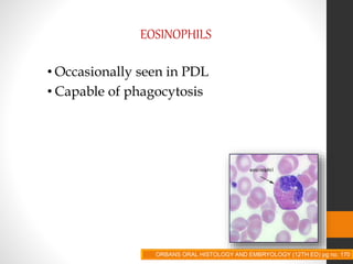 EOSINOPHILS
• Occasionally seen in PDL
• Capable of phagocytosis
ORBANS ORAL HISTOLOGY AND EMBRYOLOGY (12TH ED) pg no. 170
 
