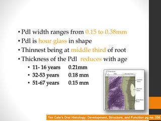 • Pdl width ranges from 0.15 to 0.38mm
• Pdl is hour glass in shape
• Thinnest being at middle third of root
• Thickness of the Pdl reduces with age
Ten Cate's Oral Histology: Development, Structure, and Function pg no. 256
 