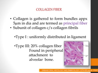 COLLAGEN FIBER
• Collagen is gathered to form bundles appx
5µm in dia and are termed as principal fiber
• Subunit of collagen c/s collagen fibrils
•Type I : uniformly distributed in ligament
•Type III: 20% collagen fiber
Found in peripheral
attachment to
alveolar bone.
ORBANS ORAL HISTOLOGY AND EMBRYOLOGY (12TH ED) pg no. 170-5
 
