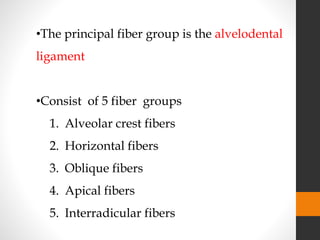 •The principal fiber group is the alvelodental
ligament
•Consist of 5 fiber groups
1. Alveolar crest fibers
2. Horizontal fibers
3. Oblique fibers
4. Apical fibers
5. Interradicular fibers
 