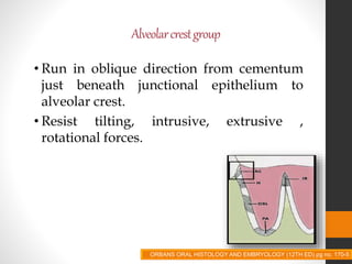 Alveolarcrestgroup
• Run in oblique direction from cementum
just beneath junctional epithelium to
alveolar crest.
• Resist tilting, intrusive, extrusive ,
rotational forces.
ORBANS ORAL HISTOLOGY AND EMBRYOLOGY (12TH ED) pg no. 170-5
 