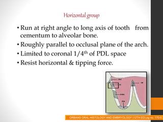 Horizontalgroup
• Run at right angle to long axis of tooth from
cementum to alveolar bone.
• Roughly parallel to occlusal plane of the arch.
• Limited to coronal 1/4th of PDL space
• Resist horizontal & tipping force.
ORBANS ORAL HISTOLOGY AND EMBRYOLOGY (12TH ED) pg no. 170-5
 