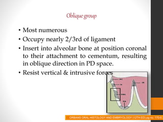 Obliquegroup
• Most numerous
• Occupy nearly 2/3rd of ligament
• Insert into alveolar bone at position coronal
to their attachment to cementum, resulting
in oblique direction in PD space.
• Resist vertical & intrusive forces
ORBANS ORAL HISTOLOGY AND EMBRYOLOGY (12TH ED) pg no. 170-5
 