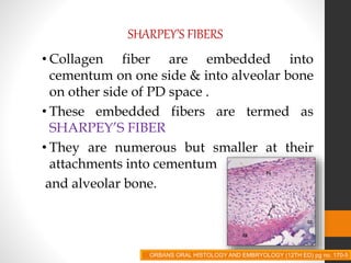 SHARPEY’S FIBERS
• Collagen fiber are embedded into
cementum on one side & into alveolar bone
on other side of PD space .
• These embedded fibers are termed as
SHARPEY’S FIBER
• They are numerous but smaller at their
attachments into cementum
and alveolar bone.
ORBANS ORAL HISTOLOGY AND EMBRYOLOGY (12TH ED) pg no. 170-5
 