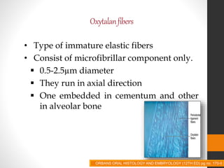 Oxytalanfibers
• Type of immature elastic fibers
• Consist of microfibrillar component only.
 0.5-2.5µm diameter
 They run in axial direction
 One embedded in cementum and other
in alveolar bone
ORBANS ORAL HISTOLOGY AND EMBRYOLOGY (12TH ED) pg no. 170-5
 