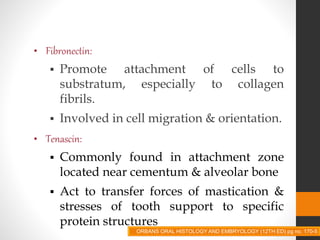 • Fibronectin:
 Promote attachment of cells to
substratum, especially to collagen
fibrils.
 Involved in cell migration & orientation.
• Tenascin:
 Commonly found in attachment zone
located near cementum & alveolar bone
 Act to transfer forces of mastication &
stresses of tooth support to specific
protein structures
ORBANS ORAL HISTOLOGY AND EMBRYOLOGY (12TH ED) pg no. 170-5
 