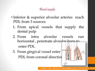Bloodsupply
• Inferior & superior alveolar arteries reach
PDL from 3 sources.
1. From apical vessels that supply the
dental pulp
2. From intra alveolar vessels run
horizontal , penetrate alveolar bone to
enter PDL
3. From gingival vessel enter
PDL from coronal direction.
ORBANS ORAL HISTOLOGY AND EMBRYOLOGY (12TH ED) pg no. 175-8
 