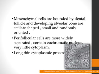 • Mesenchymal cells are bounded by dental
follicle and developing alveolar bone are
stellate shaped , small and randomly
oriented .
• Perifollicular cells are more widely
separated , contain euchromatic nucleus,
very little cytoplasm.
• Long thin cytoplasmic process.
ORBANS ORAL HISTOLOGY AND EMBRYOLOGY (12TH ED) pg no. 156
 
