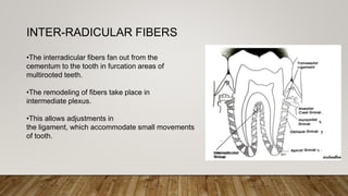 periodontal ligament and periodontium in periodontics | PPTX