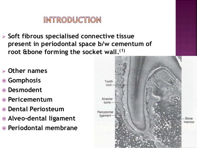 periodontal ligament 3 638 jpg cb 1430288002 periodontal ligament