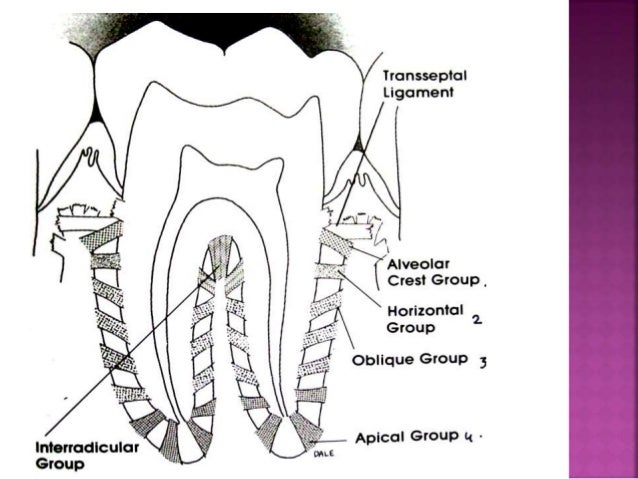 periodontal ligament periodontal ligament